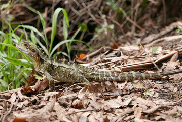 Fototapeta premium Lizard On Forest Floor