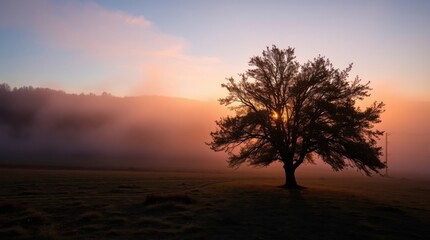 Solitary tree silhouetted against a misty sunrise. Peaceful landscape bathed in warm, golden light.