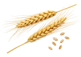 Two golden wheat ears with a few loose grains scattered nearby, isolated on a white background