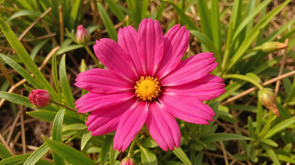 Obraz premium Bright pink cosmos flower in a green meadow