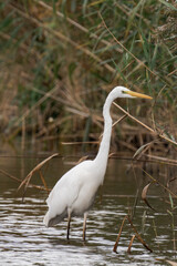 Great egret (Ardea alba) walking through the water