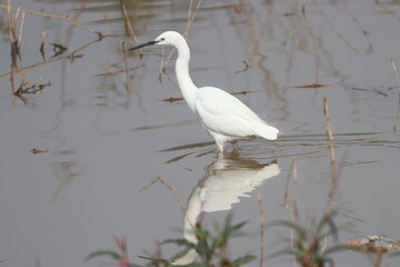 White Egret on ground