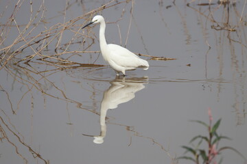 White Egret on ground