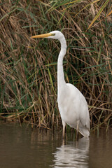 Great egret (Ardea alba) walking through the water
