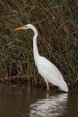 Great egret (Ardea alba) walking through the water