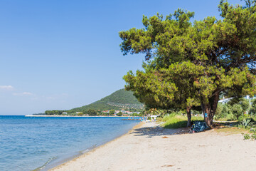 Tranquil beach scene with a sandy shore, crystal-clear water, and a lush pine tree offering shade.