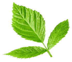 Raspberry leaf Clipping Path. Raspberry leaf isolated on white background