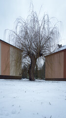 Such a sad willow is one of the most beautiful, hardiest and most frequently planted overhanging...