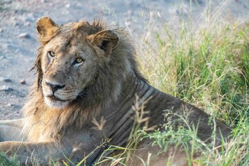 Löwe, Serengeti, Tansania