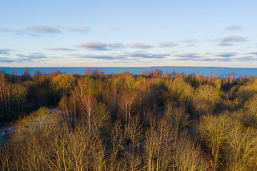 Obraz premium Pre-winter on the Baltic: Estonian landscape where the forest meets the sea.