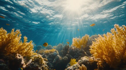 Naklejka premium Sunlight Illuminating Vibrant Coral Reefs Under the Ocean Surface