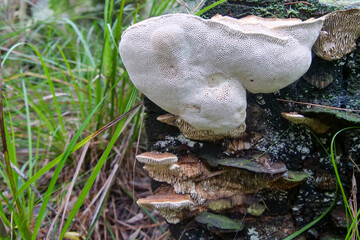 Wild mushrooms growning on dead trees in a forest
