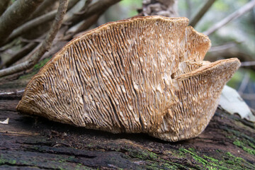 Wild mushrooms growning on dead trees in a forest