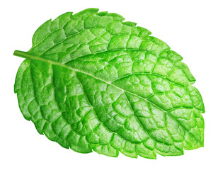 Obraz premium Mint leaf, fresh Mint with clipping path. Mint leaf isolated on white background