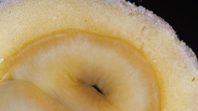 Mollusca Tonicella marmorea under microscope, order Chitonida. The video shows mouth and radula close up. White Sea