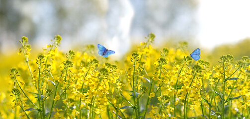 floral natural background with blue butterflies close up. blossoming yellow flowers of Barbarea vulgaris (canola), abstract nature backdrop. Rapeseed Field. Spring summer season. banner