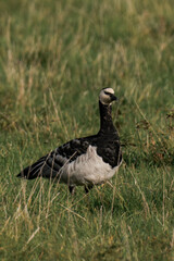 Barnacle geese (Branta leucopsis) standing in the grass