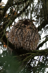 Long-eared owl (Asio otus), also known as the northern long-eared owl hiding in a tree during day