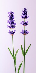 Naklejka premium Elegant Lavender Flowers Soft Purple Background Minimalist Botanical Photography