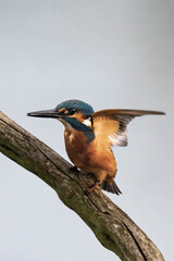 Common kingfisher (Alcedo atthis), also known as the Eurasian kingfisher and river kingfisher sitting on a tree branch