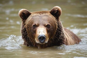Obraz premium Brown bear swimming in river, wildlife portrait photography