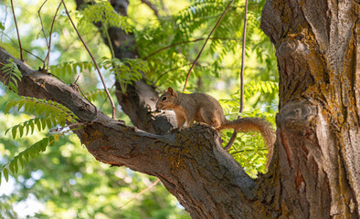 Obraz premium Fox Squirrell in Memory Grove Park, Salt Lake City, Utah
