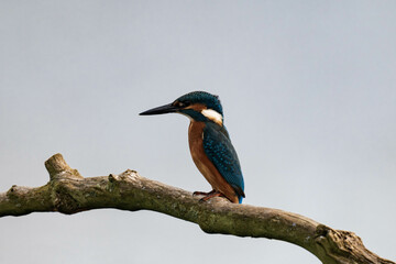 Common kingfisher (Alcedo atthis), also known as the Eurasian kingfisher and river kingfisher sitting on a tree branch