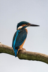 Fototapeta premium Common kingfisher (Alcedo atthis), also known as the Eurasian kingfisher and river kingfisher sitting on a tree branch