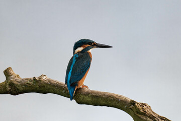 Common kingfisher (Alcedo atthis), also known as the Eurasian kingfisher and river kingfisher sitting on a tree branch