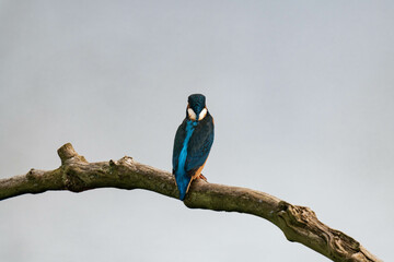 Common kingfisher (Alcedo atthis), also known as the Eurasian kingfisher and river kingfisher sitting on a tree branch