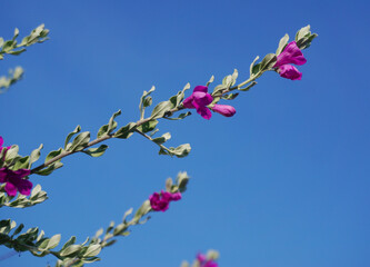 Texas Barometer Bush, Flower blossom with blue sky background