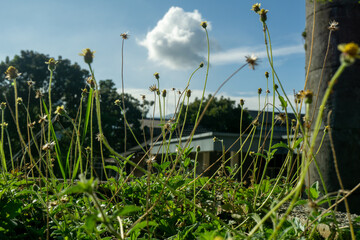 rumput dan langit