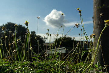 rumput dan langit