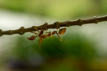 Red ant in the nature