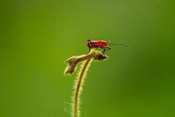 fly on leaf