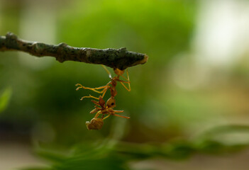 Red ant in the nature