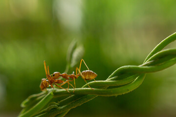 Red ant in the nature