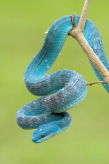 Blue Viper snake in close up and detailed, part 15