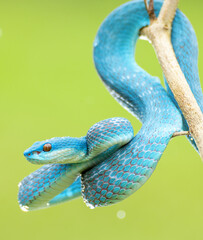 Blue Viper snake in close up and detailed, part 12