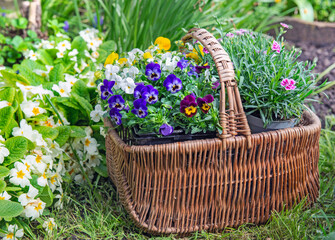 wicker basket filled with pretty flowers in the grass in a garden next to primrose in bloom