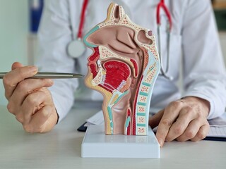 Education in the anatomy of ENT organs