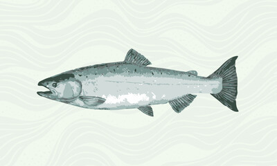 Obraz premium Illustration of a salmon on a white background. Vector image.