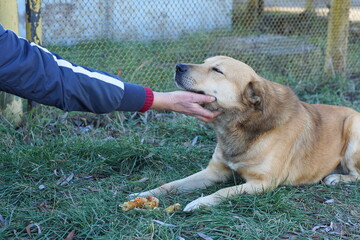 one man in a blue jacket strokes with his hand and feeds a bedridden stray kind red sick big with...