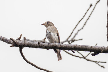枝にとまるコサメビタキ