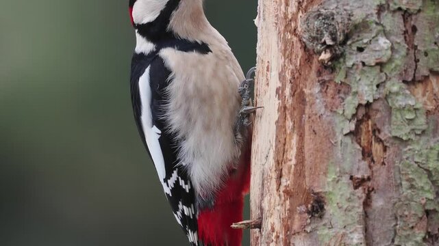 Buntspecht&nbsp;(Dendrocopos major)     
