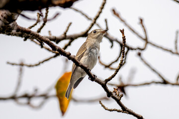 枝にとまるコサメビタキ