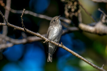 枝にとまるコサメビタキ