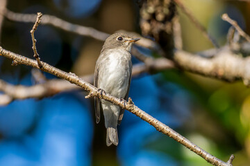 Obraz premium 枝にとまるコサメビタキ