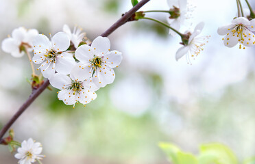 Blooming cherry tree, flowers on branch on a spring day with space for text
