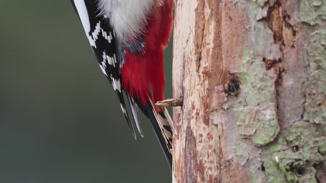 Buntspecht&nbsp;(Dendrocopos major)     